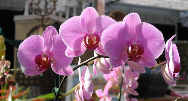 DIY: Grow Orchids