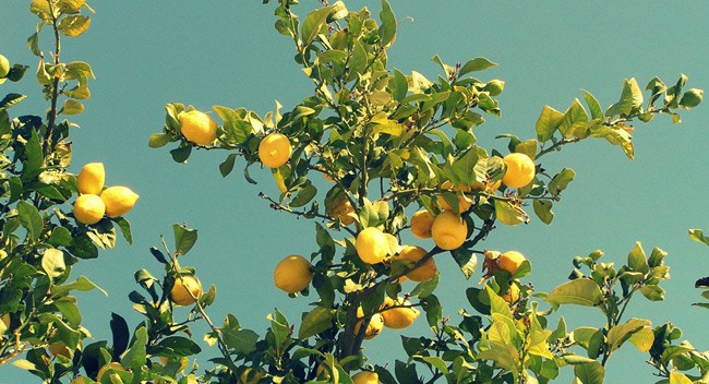 DIY: Grow Citrus Plants