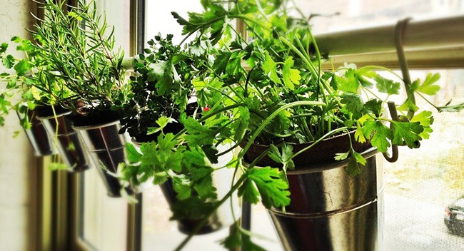 DIY: HERB GARDEN